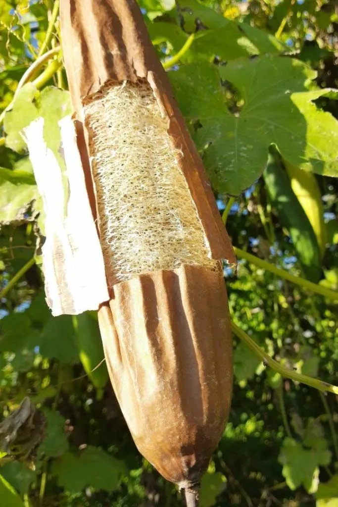 Natura House Loofa Glove scrubhandschoen luffa exfolierend